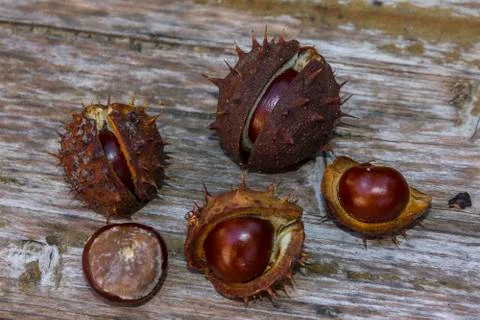 Chestnut composition Stock Photos