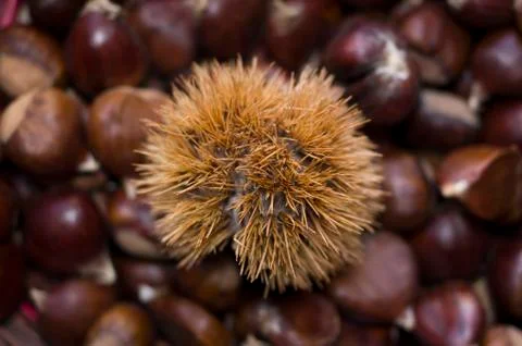 Chestnut composition spiked shell Stock Photos