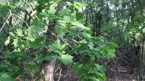 Chestnut conker tree leaves blowing in the wind Video stock 139344553