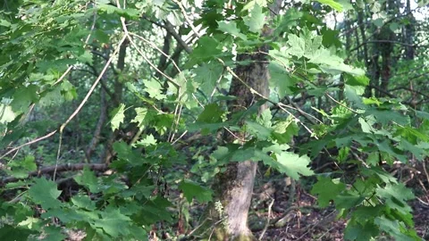 Chestnut conker tree leaves blowing in the wind Video stock 139344569
