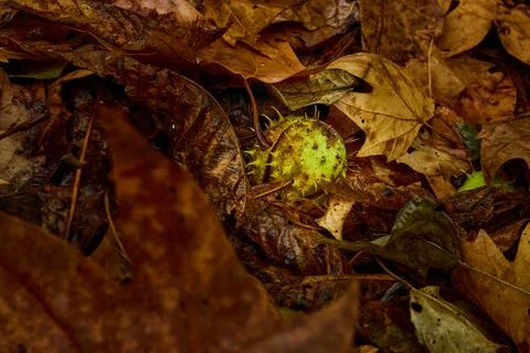 Chestnut covered in fall leaves Stock-Fotos