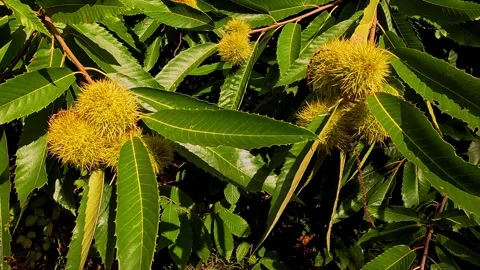 Chestnut curls on a windy day Stock Footage 285090330