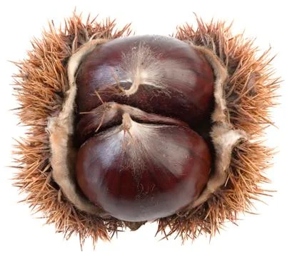 Chestnut Cutout Stock Photos