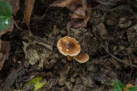 The chestnut dapperling mushroom. Stock Photos