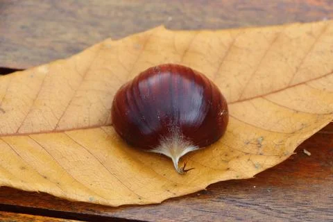 Chestnut on a dead leaf Stock Photos