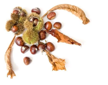 Chestnut design Stock Photos