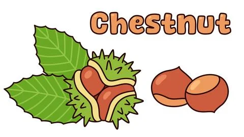 Chestnut doodle drawing set Stock Illustration