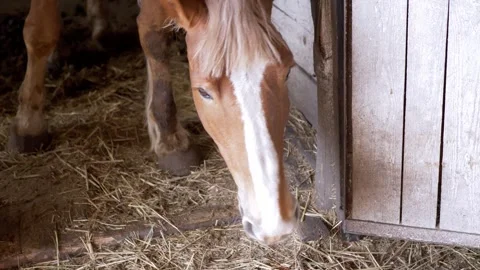 Chestnut Draft Horse Resting Inside Rustic Wooden Barn Stall with Hay Stock Footage 339072743