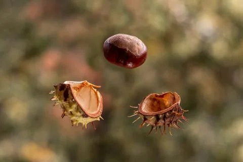 Chestnut during a fall in flight flies out of the shell on a background of de Stock Photos