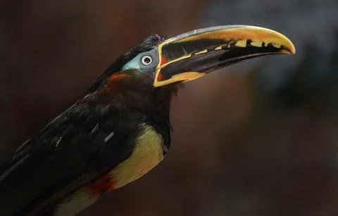Chestnut-eared aracari Stock Photos