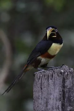 Chestnut Eared Aracari on a post Stock Photos