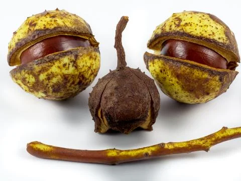 Chestnut face Stock Photos