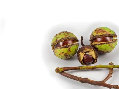 Chestnut face Stock Photos