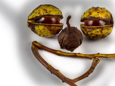 Chestnut face Stock Photos