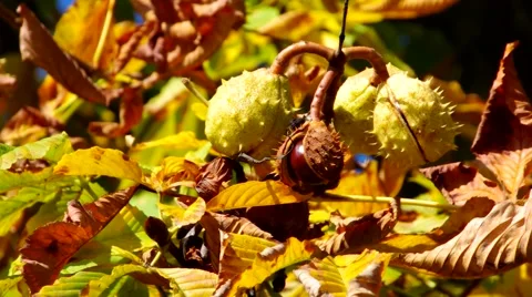 Chestnut in fall, sunny da Stock Footage 52124827