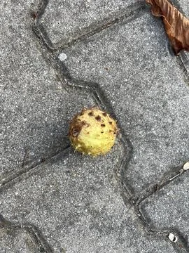 Chestnut fell from the tree Stock Photos