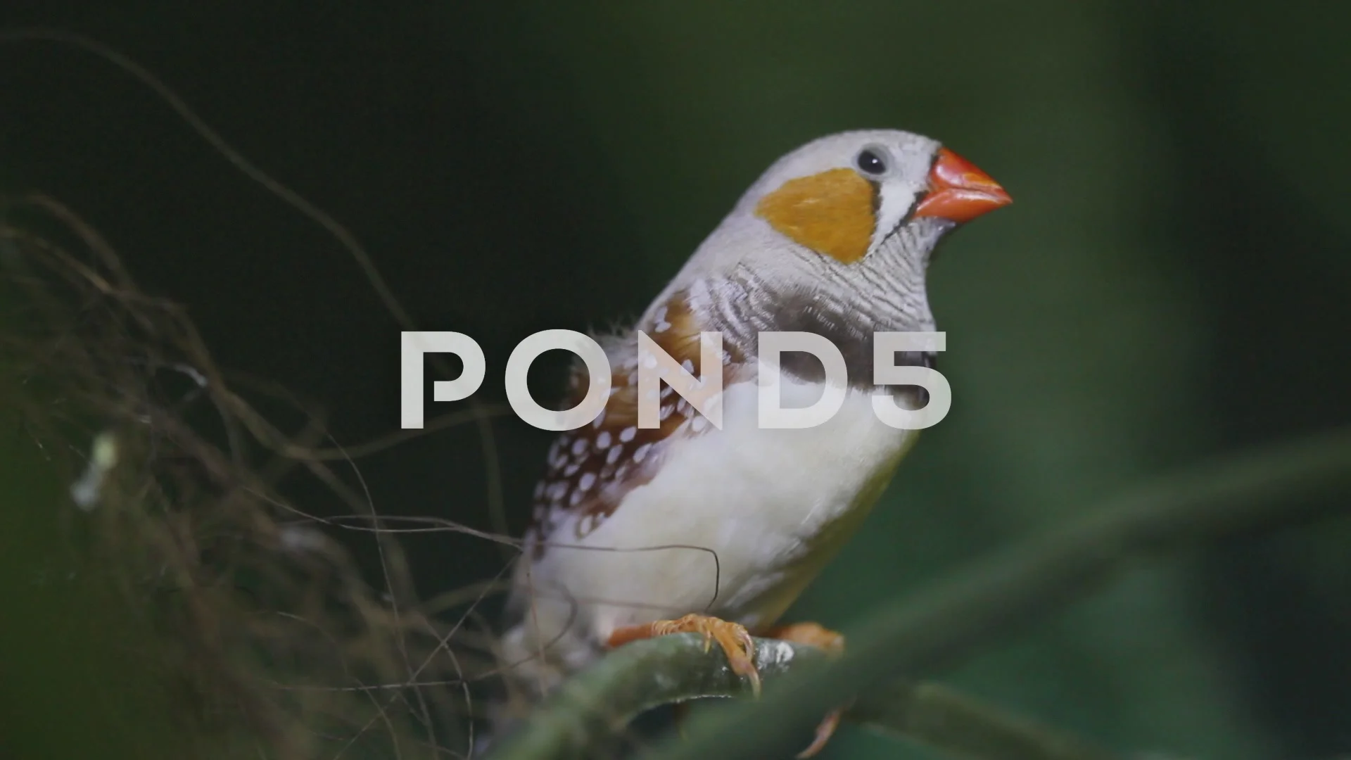 ZEBRA FINCH #1- CHESTNUT FLANKED WHITE- HATCH- 2023 FEMALE