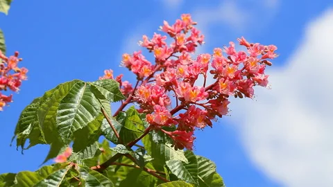 Chestnut flower bloomed in spring against a blue sky Stock Footage 130274479