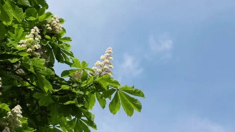 Chestnut flower branch Stock Footage 71219096