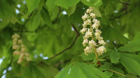 Chestnut flower Stock Footage 50013607