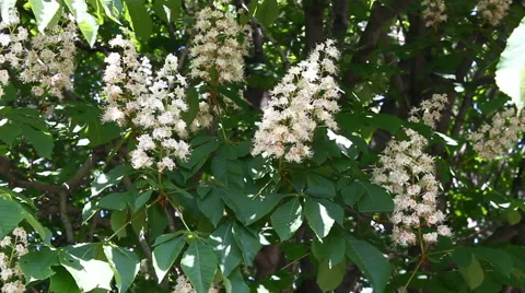 Chestnut flower. Video stock 57626727