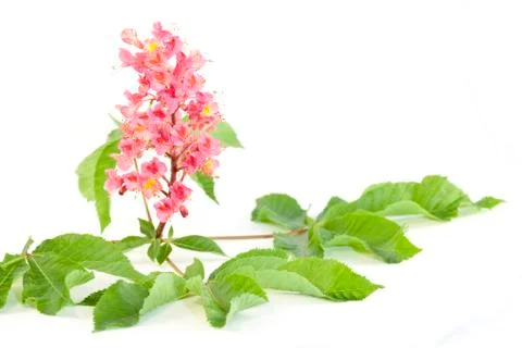 Chestnut flower Stock Photos