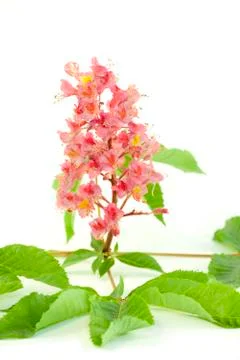 Chestnut flower Stock Photos