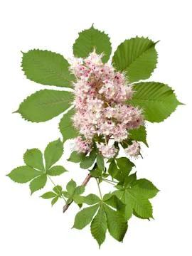 Chestnut flower Stock-Fotos