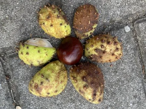 Chestnut flower Stock Photos