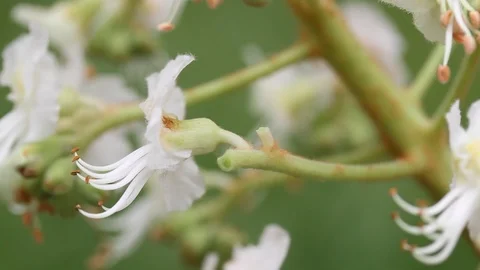 Chestnut flowers close-up. Macro view. Stock Footage 107251082