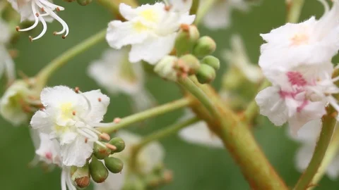 Chestnut flowers close-up. Macro view. Stock Footage 107251138