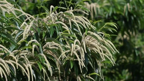 Chestnut flowers Stock Footage 78968742