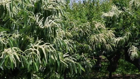 Chestnut flowers Video stock 78985204