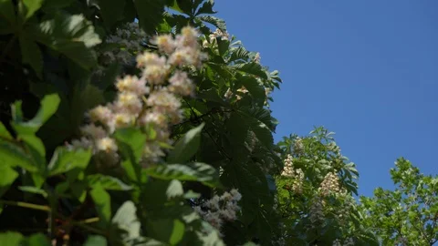 Chestnut flowers Stock Footage 112379342