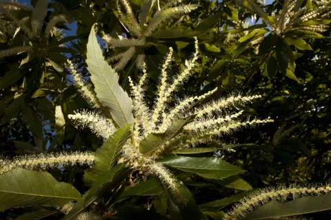 Chestnut flowers Stock Photos