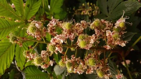 Chestnut flowers. 写真素材