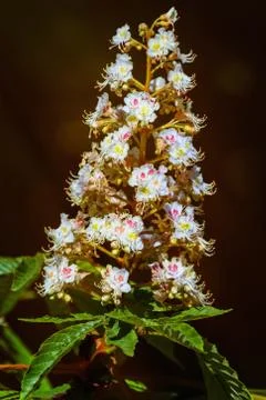 Chestnut Flowers Stock Photos