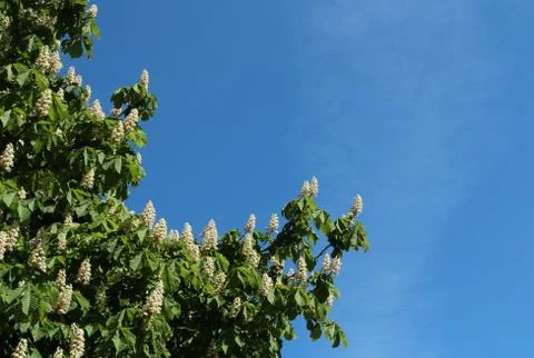 Chestnut flowers in spring Stock Photos