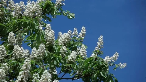 Chestnut flowers on tree branches against a blue sky Stock Footage 98158254