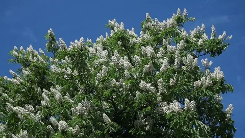 Chestnut flowers on tree branches against a blue sky Stock Footage 98158313