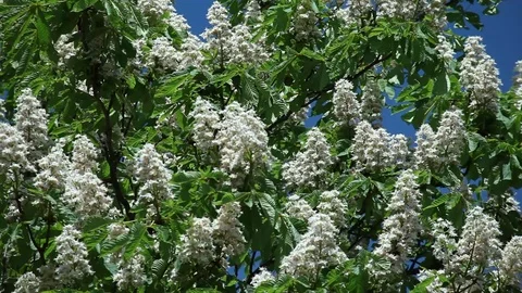 Chestnut flowers on tree branches against a blue sky Stock Footage 98158366