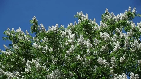 Chestnut flowers on tree branches against a blue sky Stock Footage 98158510
