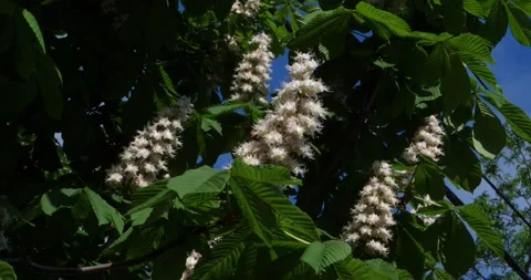 Chestnut flowers on the tree in a light breeze in spring Video stock 151333873