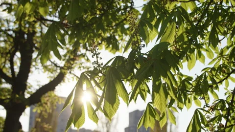 Chestnut foliage Video stock 192230068