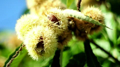 Chestnut Video stock 525915