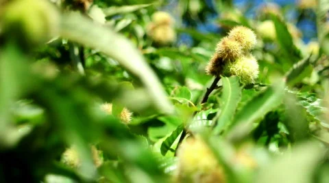 Chestnut Video stock 526500