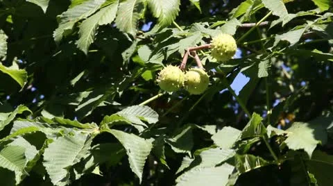Chestnut Video stock 12586489