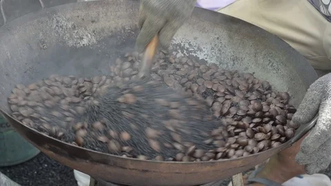 Chestnut Stock Footage 80047334