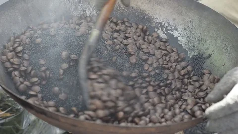 Chestnut 스톡 동영상 80047338