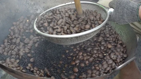 Chestnut Stock Footage 80047406